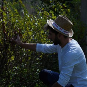 Consultoría y diseño huerto Online