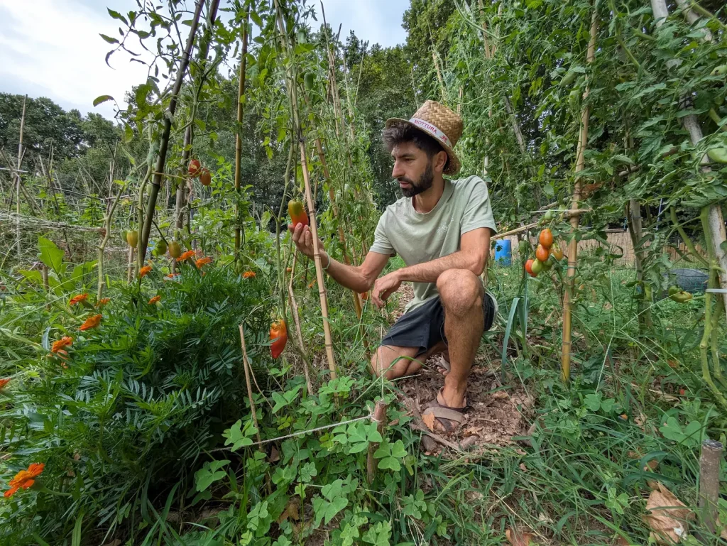 Matteo recogiendo tomate pera