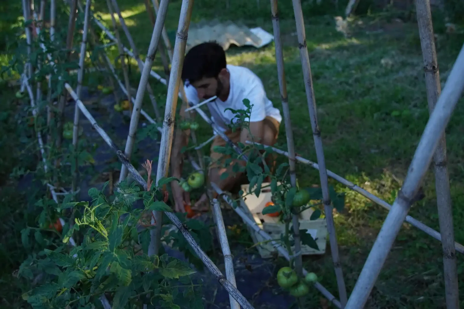 Matteo-recogiendo-tomates-en-el-huerto