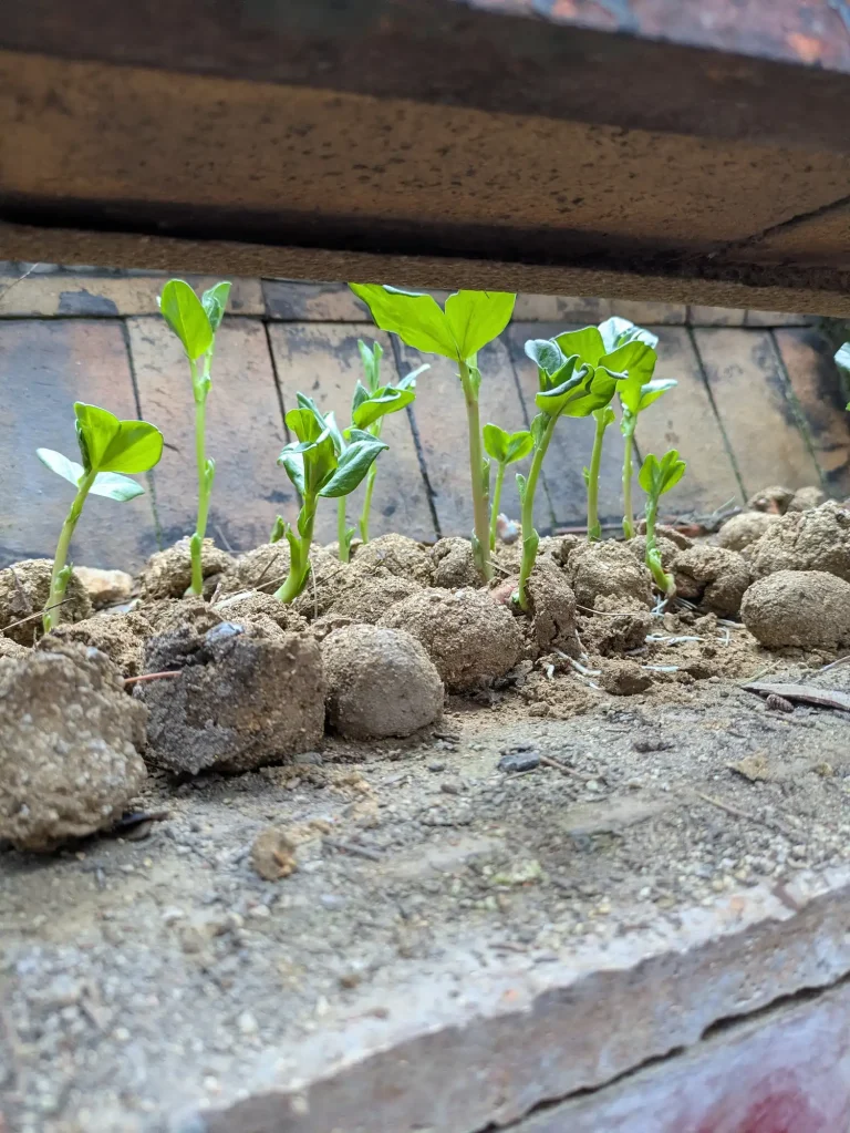 Taller bomba de semillas_plantado