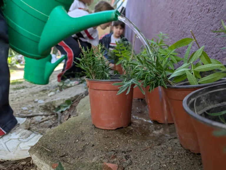 Taller esquejes plantas acabadas