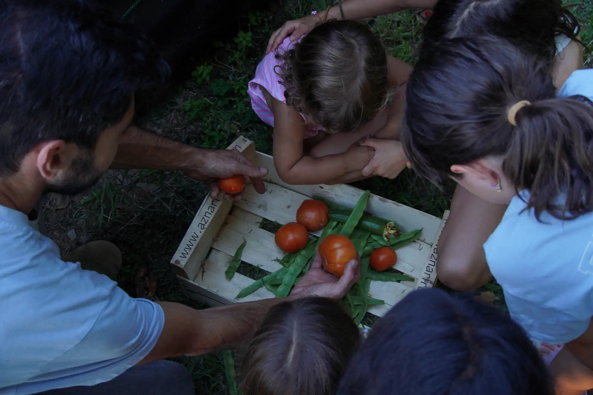 Taller infantil recogiendo tomates en el huerto